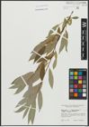 Foto von Salix alba L. x Salix fragilis L.